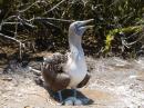 Blue footed Boobie: Nesting blue footed boobie